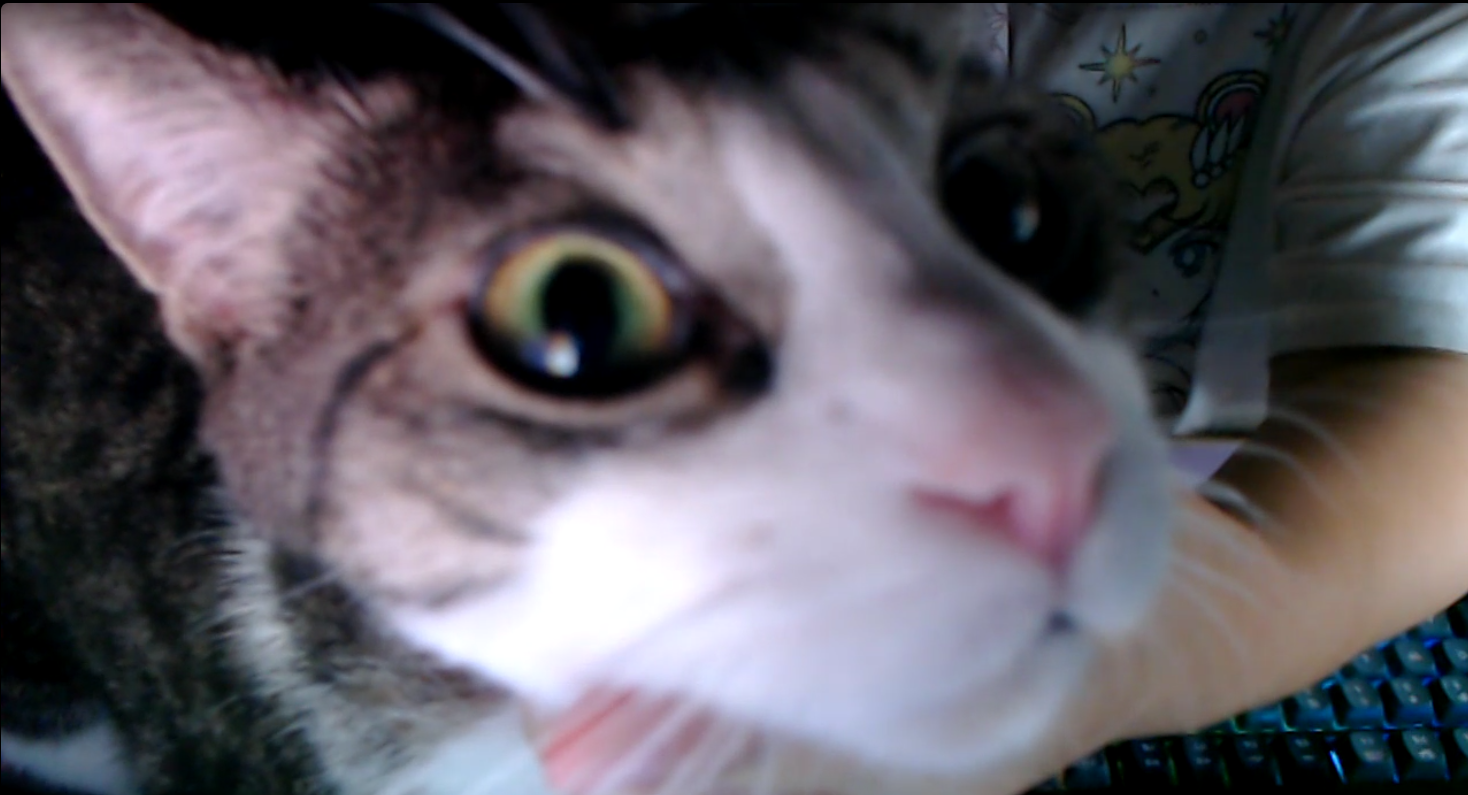 Close-up of a tabby cat's face with a blurred background